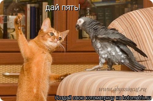 Котоматрица: дай пять!