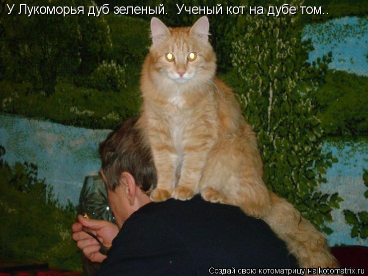 Котоматрица: У Лукоморья дуб зеленый.  Ученый кот на дубе том..