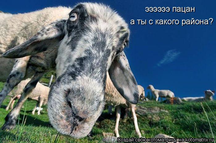 ээээээ пацан а ты с какого района?... Котоматрица: ээээээ пацан а ты с какого района?