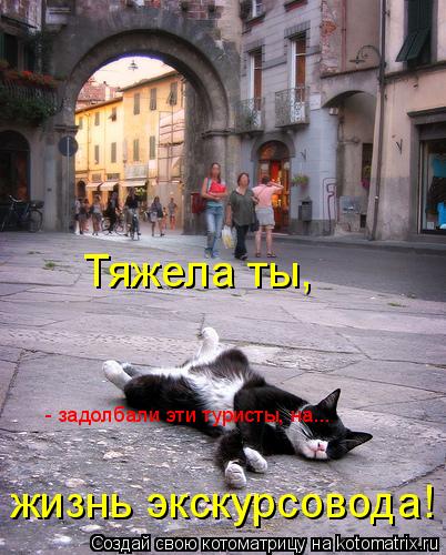 Котоматрица: Тяжела ты, жизнь экскурсовода! - задолбали эти туристы, на...