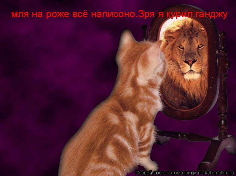 мля на роже всё написоно.Зря я курил ганджу... Котоматрица: мля на роже всё написоно.Зря я курил ганджу