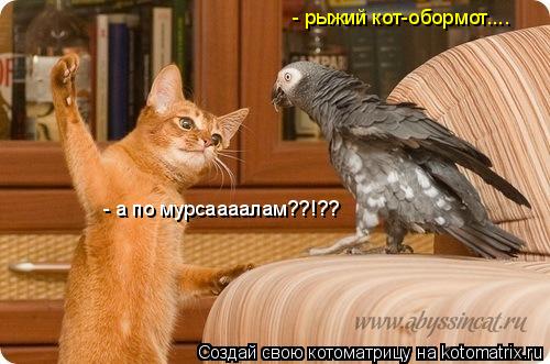 Котоматрица: - рыжий кот-обормот.... - а по мурсаааалам??!??