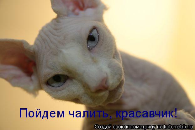 Пойдем чалить, красавчик!... Котоматрица: Пойдем чалить, красавчик!