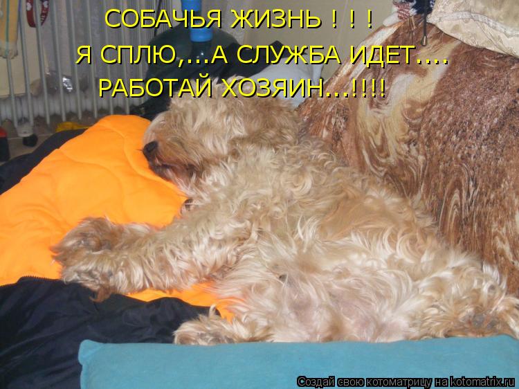 Котоматрица: СОБАЧЬЯ ЖИЗНЬ ! ! ! Я СПЛЮ,...А СЛУЖБА ИДЕТ.... РАБОТАЙ ХОЗЯИН...!!!!