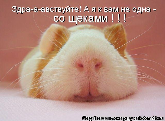 Котоматрица: Здра-а-авствуйте! А я к вам не одна - со щеками ! ! !