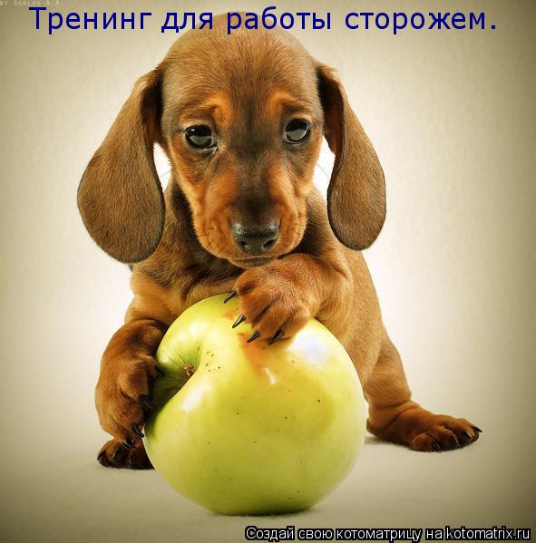 Тренинг для работы сторожем.... Котоматрица: Тренинг для работы сторожем.