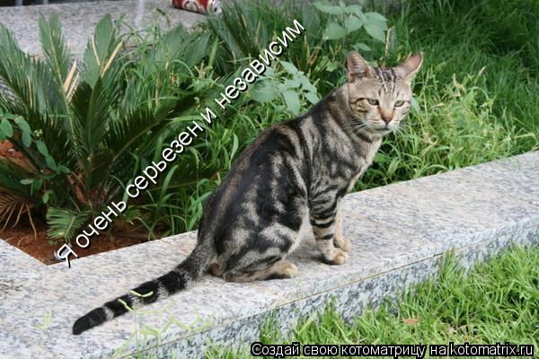 Я очень серьезен и независим... Котоматрица: Я очень серьезен и независим