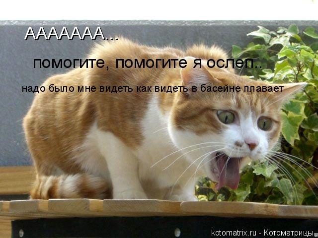 Котоматрица: ААААААА...    помогите, помогите я ослеп.. надо было мне видеть как видеть в басейне плавает