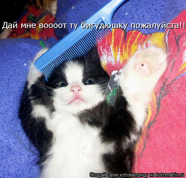 Котоматрица: Дай мне воооот ту бигудюшку пожалуйста!!