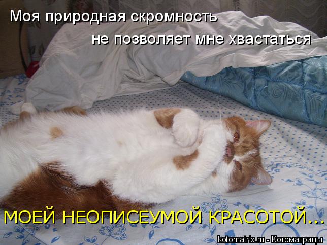 Котоматрица: Моя природная скромность не позволяет мне хвастаться МОЕЙ НЕОПИСЕУМОЙ КРАСОТОЙ...