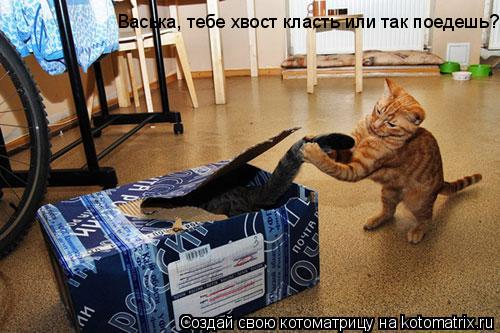 Котоматрица: Васька, тебе хвост класть или так поедешь?