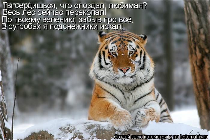 Котоматрица: Ты сердишься, что опоздал, любимая? Весь лес сейчас перекопал! По твоему велению, забыв про всё, В сугробах я подснежники искал!