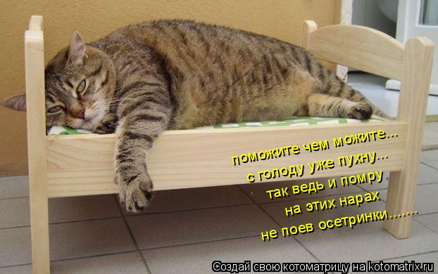 Котоматрица: поможите чем можите... с голоду уже пухну... так ведь и помру на этих нарах не поев осетринки.......