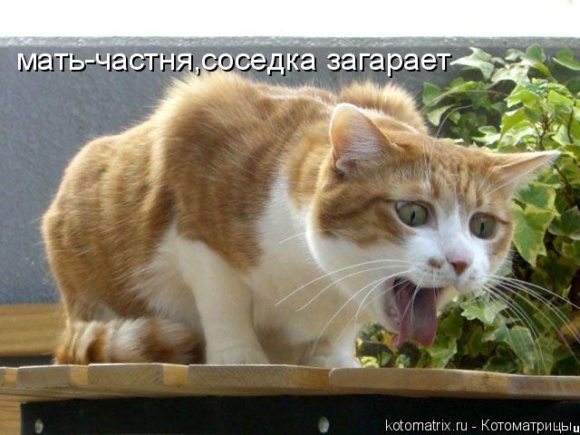 Котоматрица: мать-частня,соседка загарает
