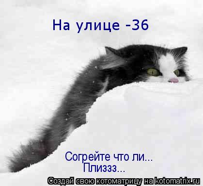 На улице -36 Согрейте что ли... Плиззз...... Котоматрица: На улице -36 Согрейте что ли... Плиззз...