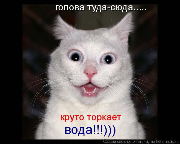 голова туда-сюда..... круто торкает вода!!!)))... Котоматрица: голова туда-сюда..... круто торкает вода!!!)))