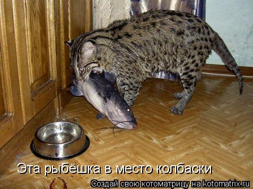 Котоматрица: Эта рыбёшка в место колбаски