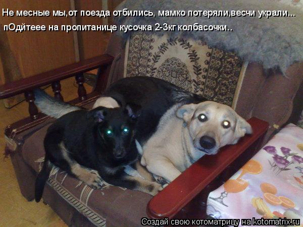 пОдйтеее на пропитанице кусочка 2-3кг колбасочки.. Не мсные мы,от поезда отбились, мамко потерялиЮ Не... Котоматрица: пОдйтеее на пропитанице кусочка 2-3кг колбасочки.. Не мсные мы,от поезда отбились, мамко потерялиЮ Не месные мы,от поезда отбились, мамко пот