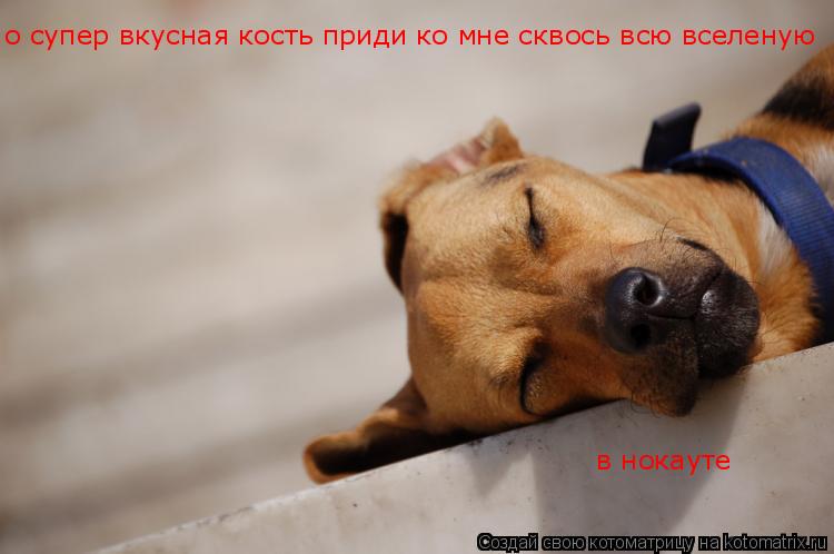 Котоматрица: о супер вкусная кость приди ко мне сквось всю вселеную в нокауте