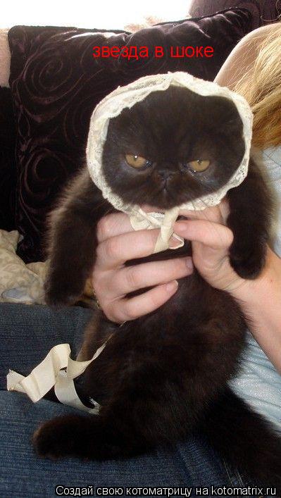 Котоматрица: звезда в шоке