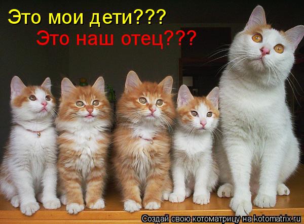 Котоматрица: Это мои дети??? Это наш отец???