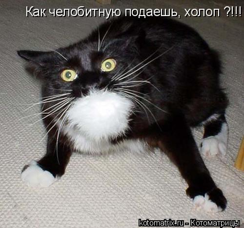 Котоматрица: Как челобитную подаешь, холоп ?!!!