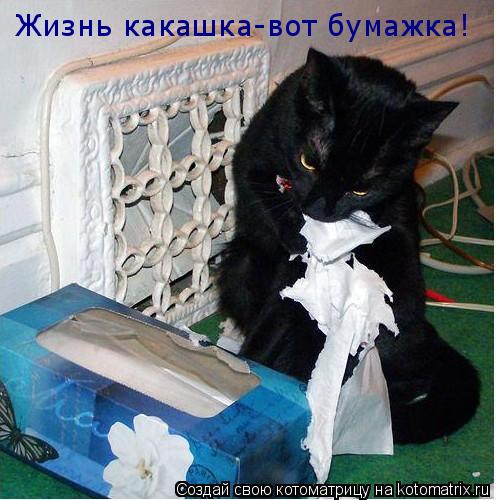 Котоматрица: Жизнь какашка-вот бумажка!