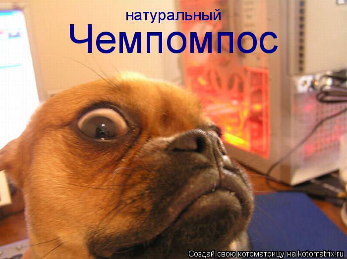 Котоматрица: Чемпомпос натуральный