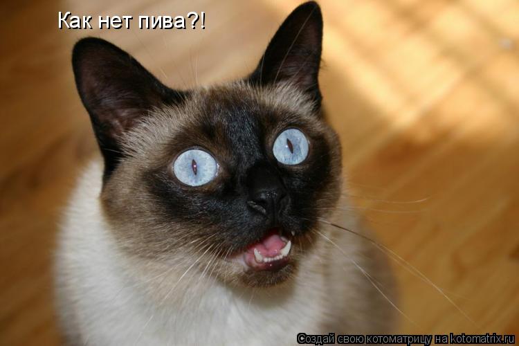 Котоматрица: Как нет пива?!