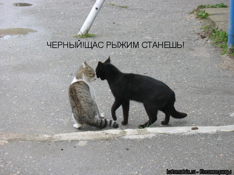 Котоматрица: ЧЕРНЫЙ!ЩАС РЫЖИМ СТАНЕШЬ!