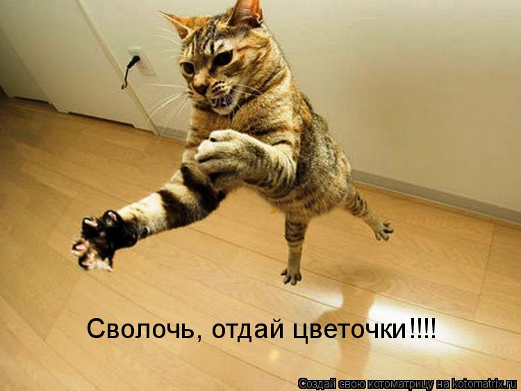 Сволочь, отдай цветочки!!!!... Котоматрица: Сволочь, отдай цветочки!!!!