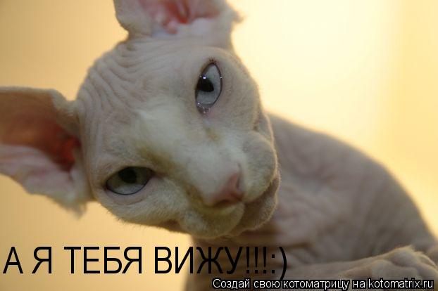 А Я ТЕБЯ ВИЖУ!!!:)... Котоматрица: А Я ТЕБЯ ВИЖУ!!!:)