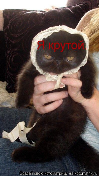 Котоматрица: Я крутой.