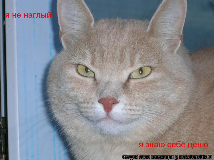 Котоматрица: я не наглый... я знаю себе ценю