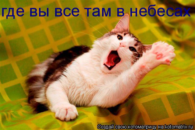 Котоматрица: где вы все там в небесах