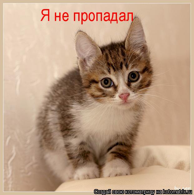 Котоматрица: Я не пропадал
