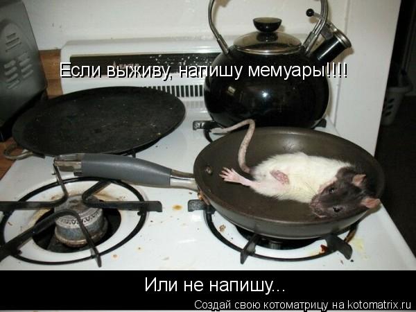 Котоматрица: Если выживу, напишу мемуары!!!! Или не напишу...