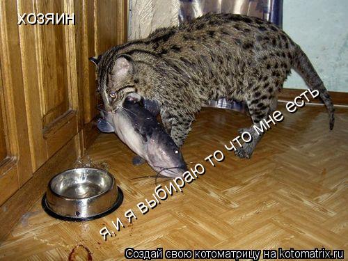 Котоматрица: хозяин хозяин я,и я выбираю то что мне есть