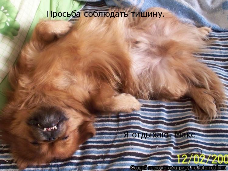 Просьба соблюдать тишину. Я отдыхаю. Макс... Котоматрица: Просьба соблюдать тишину. Я отдыхаю. Макс