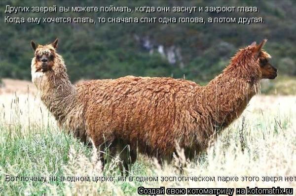Котоматрица: Других зверей вы можете поймать, когда они заснут и закроют глаза.  Когда ему хочется спать, то сначала спит одна голова, а потом другая. Вот 