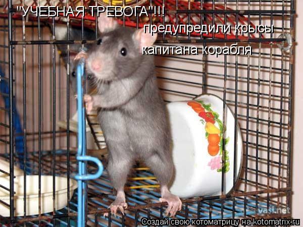 "УЧЕБНАЯ ТРЕВОГА"!!! предупредили крысы капитана корабля... Котоматрица: "УЧЕБНАЯ ТРЕВОГА"!!! предупредили крысы капитана корабля
