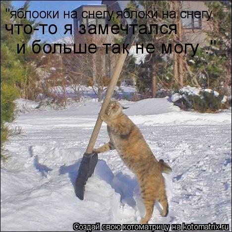 Котоматрица: "яблооки на снегу,яблоки на снегу, что-то я замечтался   и больше так не могу ."