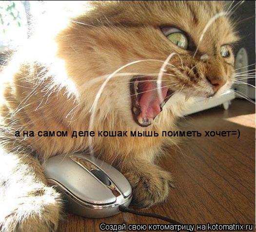 Котоматрица: а на самом деле кошак мышь поиметь хочет=) а на самом деле кошак мышь поиметь хочет=)