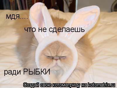 Котоматрица: мдя.... что не сделаешь ради РЫБКИ