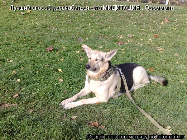 Лучший способ расслабиться -это МИДИТАЦИЯ...Ооомммнн... Котоматрица: Лучший способ расслабиться -это МИДИТАЦИЯ...Ооомммнн