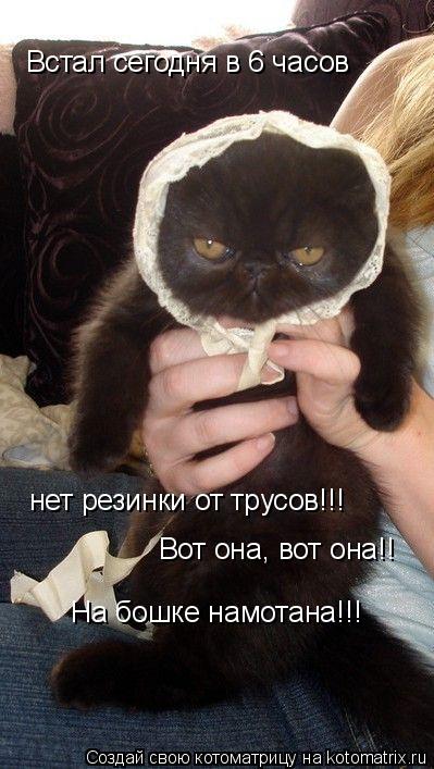 Котоматрица: Встал сегодня в 6 часов нет резинки от трусов!!! Вот она, вот она!! На бошке намотана!!!