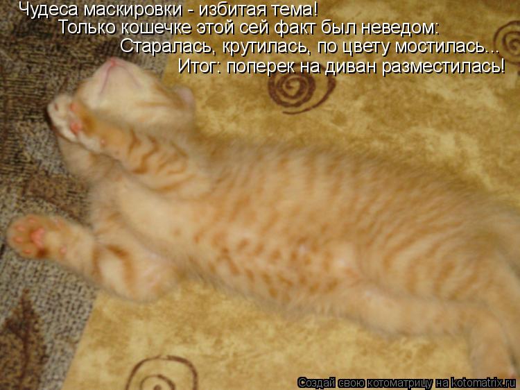 Котоматрица: В этот раз соображать на троих Михалычу было не с кем ...ну почти не с кем