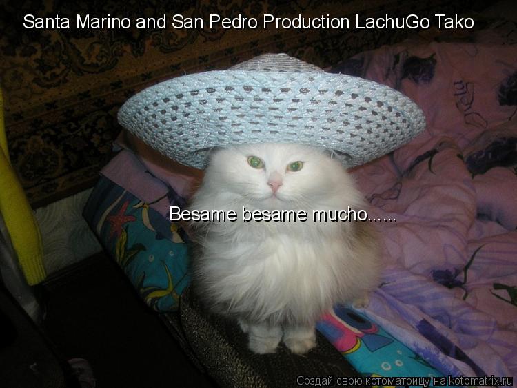 Котоматрица: Santa Marino and San Pedro Production LachuGo Tako Besame besame mucho......