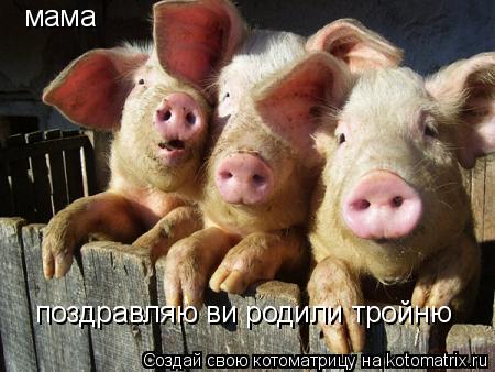 поздравляю ви родили тройню хрю-хрю мама... Котоматрица: поздравляю ви родили тройню хрю-хрю мама