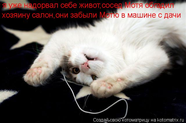 Котоматрица: я уже надорвал себе живот,сосед Мотя обгадил хозяину салон,они забыли Мотю в машине с дачи